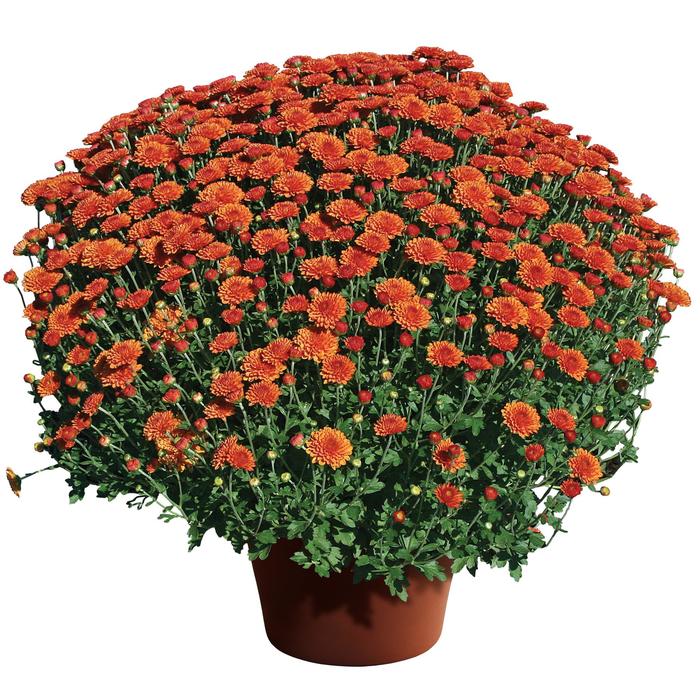 Chrysanthemum x morifolium 'Hailey™ Orange' (163198)