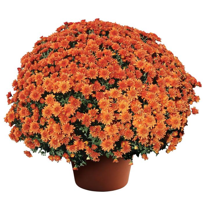 Chrysanthemum x morifolium 'Makenna™ Orange' (163200)