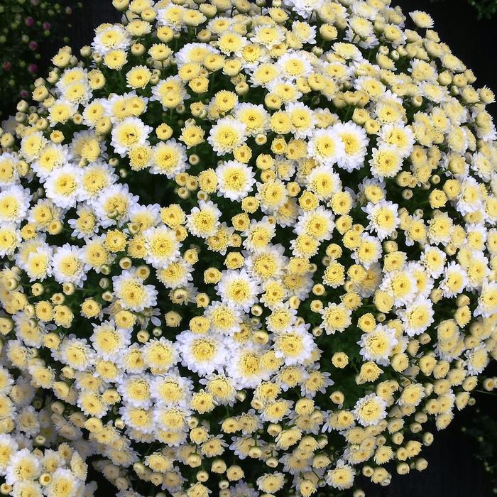 Chrysanthemum 'Mabel White' (163220)