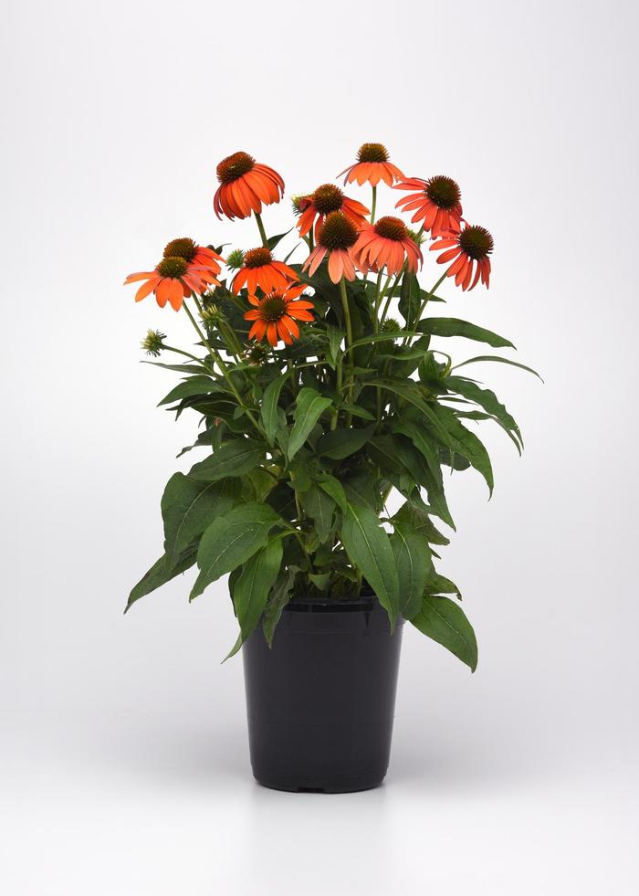 Echinacea Artisan™ 'Soft Orange' (164148)