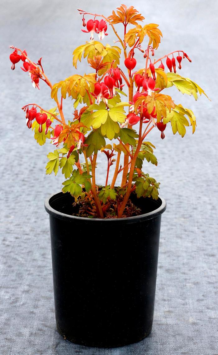 Dicentra spectabilis 'Ruby Gold' (164367)