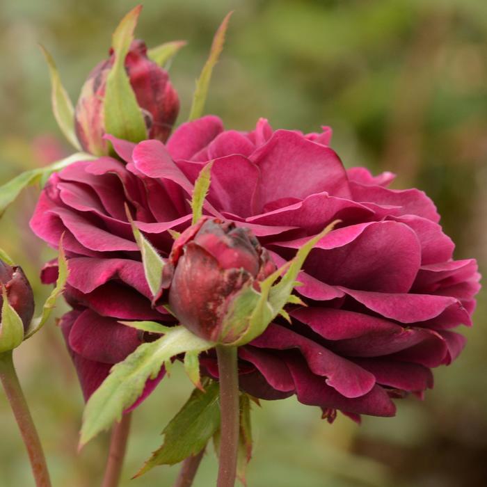 Rosa 'The Prince' (165236)