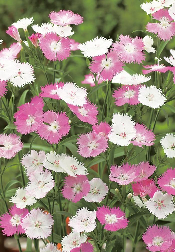 Dianthus 'First Love®' (165560)