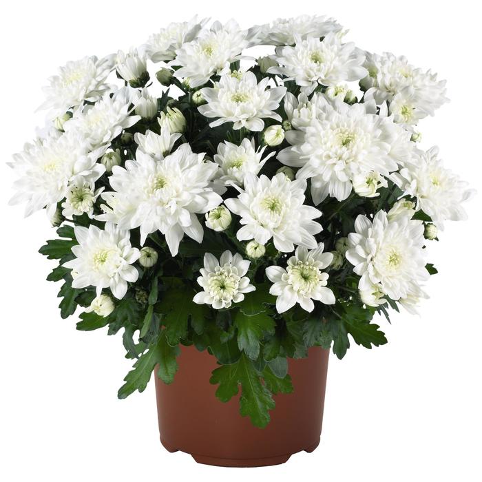 Chrysanthemum indicum 'Chrystal White' (165703)