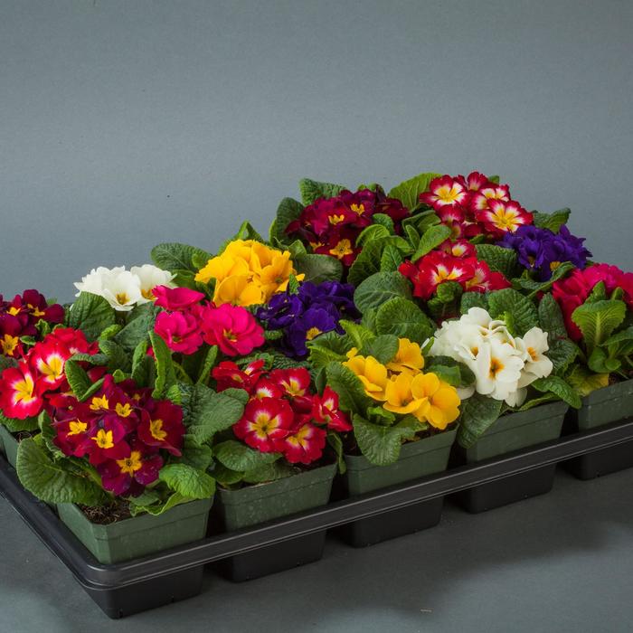 Primula acaulis 'Danessa Mix' Primrose | Garden Center Marketing