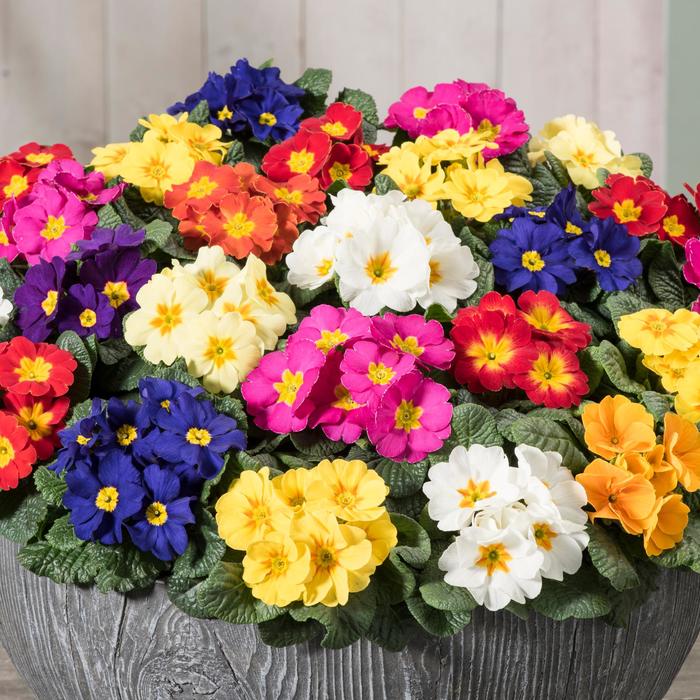Primula acaulis 'Optic Mix' Primrose | Garden Center Marketing Primula acaulis 'Optic Mix' Primrose | Garden Center Marketing
