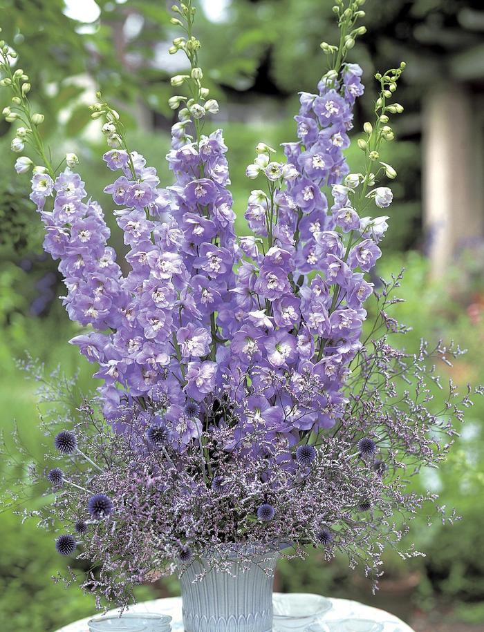 Larkspur - White - Delphinium