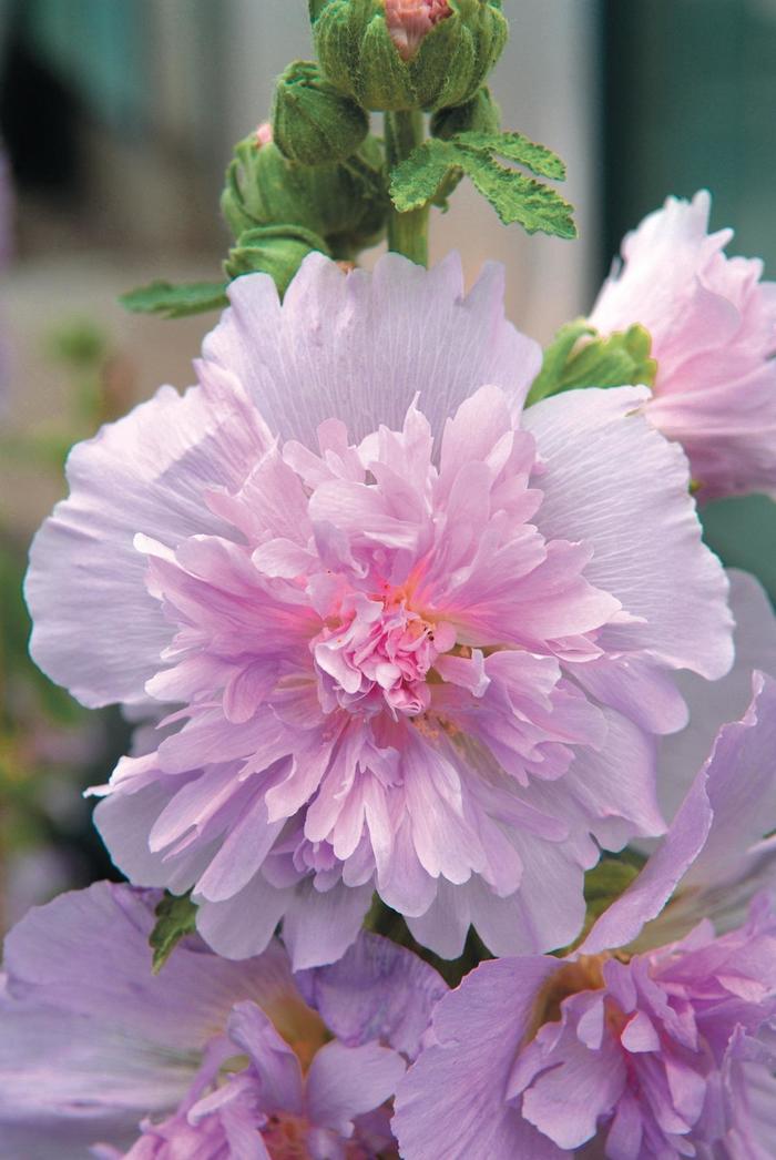 Alcea rosea Spring Celebrities 'Lilac' (165899)