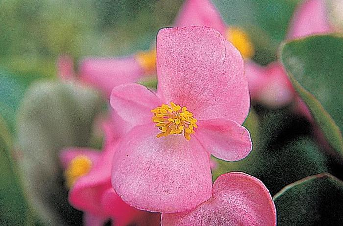 Begonia semperflorens Monza™ Pink '' (165956)