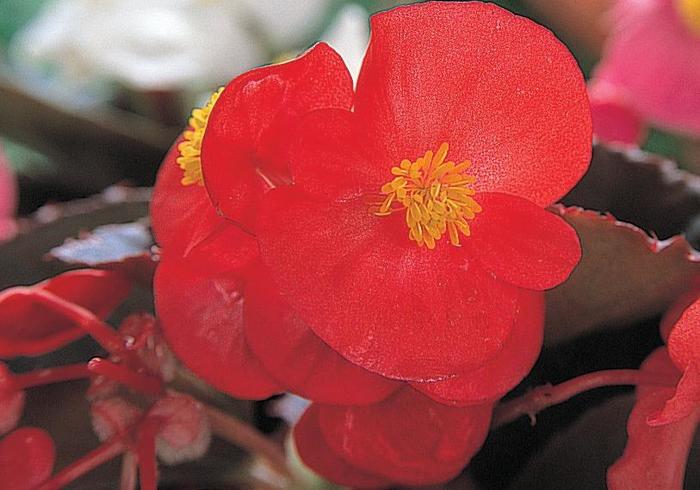 Begonia semperflorens Havana™ Scarlet '' (165961)