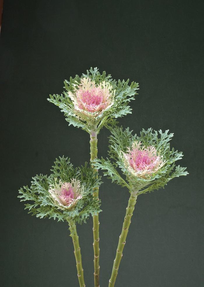 Brassica oleracea Crane™ 'Feather King' (166025)