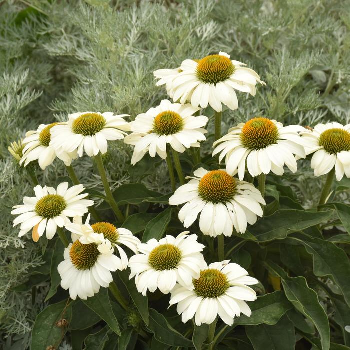 Echinacea Color Coded™ 'The Price is White' (167713)