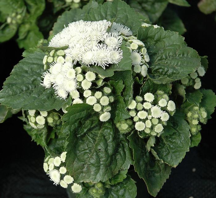 Ageratum Houstonianum Aloha White Floss Flower Garden Center Marketing Ageratum Houstonianum Aloha White Floss Flower Garden Center Marketing