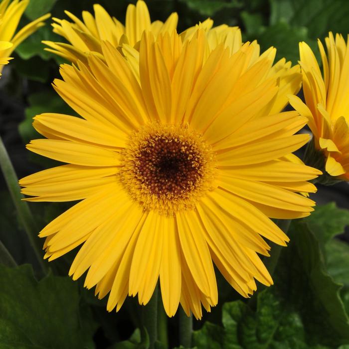 Gerbera jamesonii Mega Revolution™ Yellow Dark Eye Gerber Daisy ...