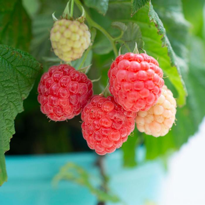 Rubus Bushel and Berry® Raspberry Shortcake® '' (170773)