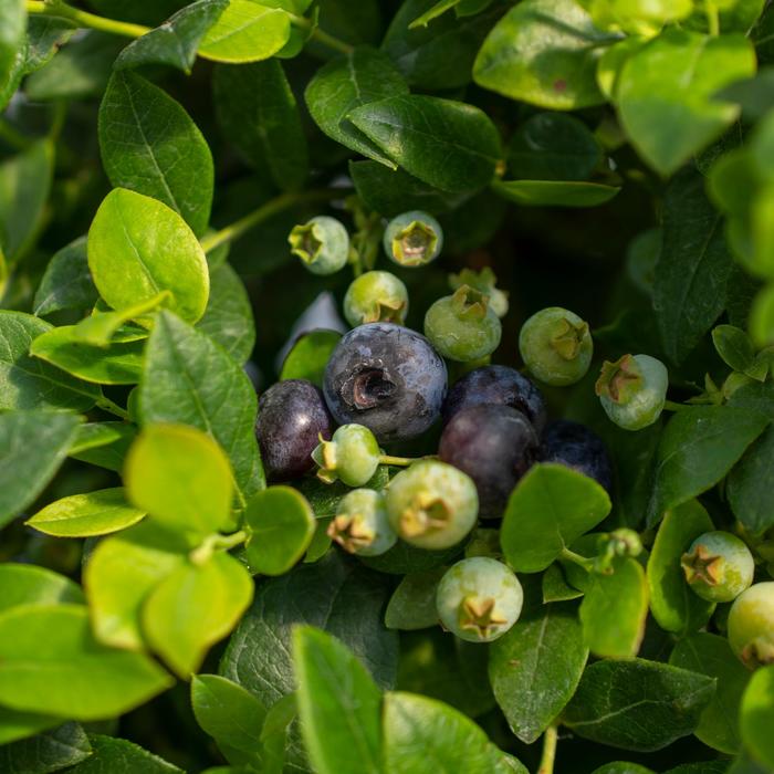Vaccinium Bushel and Berry® 'Southern Bluebelle™' (170900)