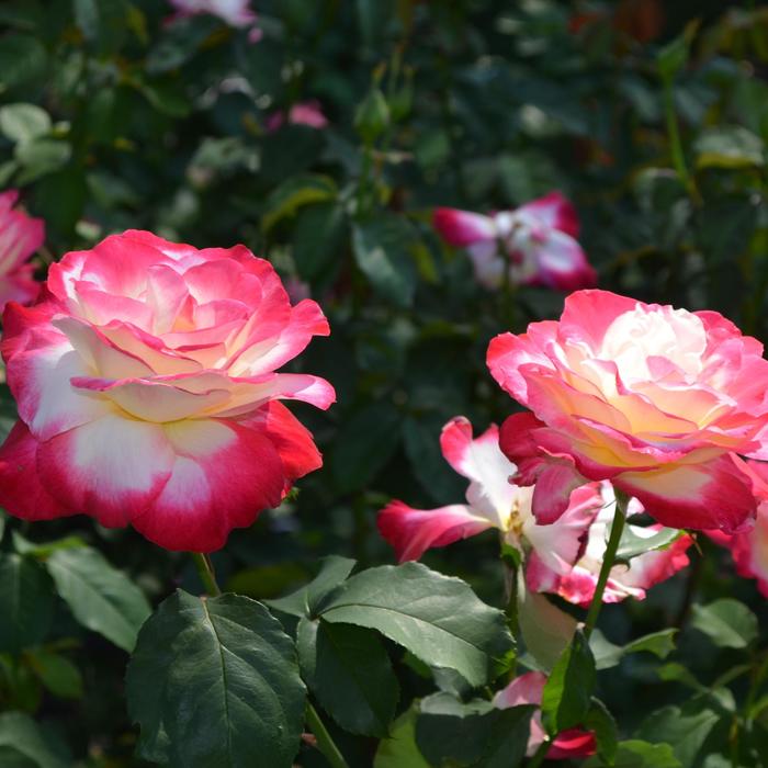 Double Delight Hybrid Tea Rose