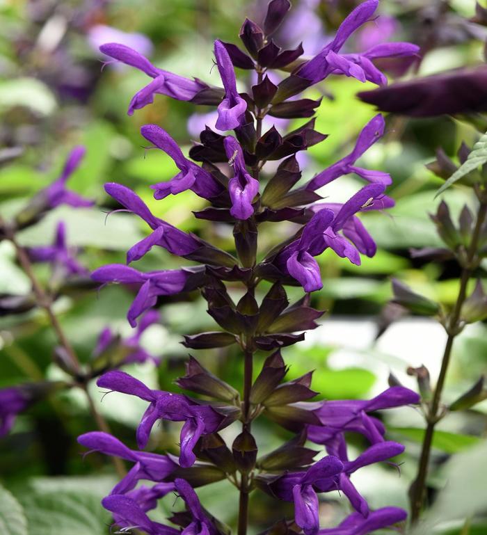 Salvia guaranitica 'Nectar Purple™' (182708)