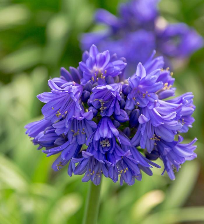 Agapanthus africanus (African Lily)