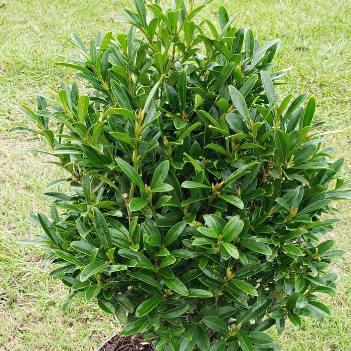 Buxus microphylla 'Lucky Charm®' (182939)