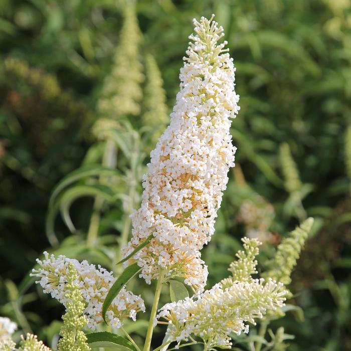 Buddleia Butterfly Towers™ 'White' (182943)