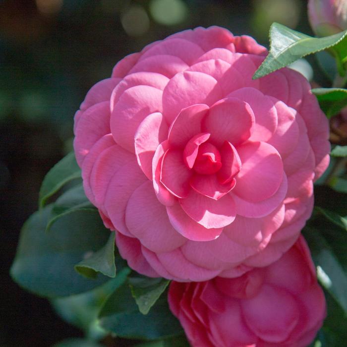 Camellia japonica 'Early Wonder®' (182947)