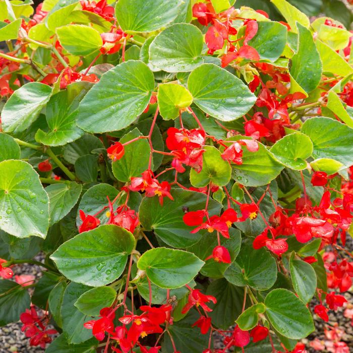 Begonia x benariensis Whopper® 'Red with Green Leaf' (183013)