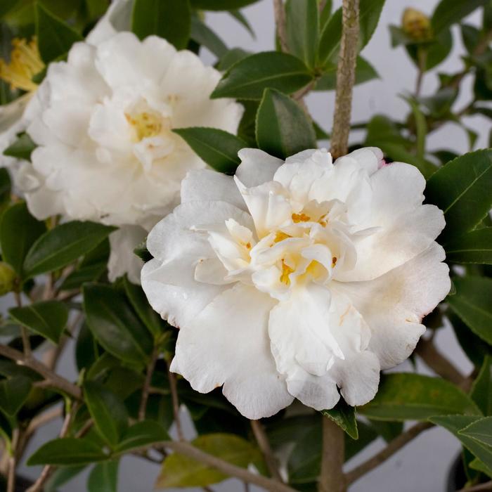 Camellia sasanqua 'Diana™' (183045)