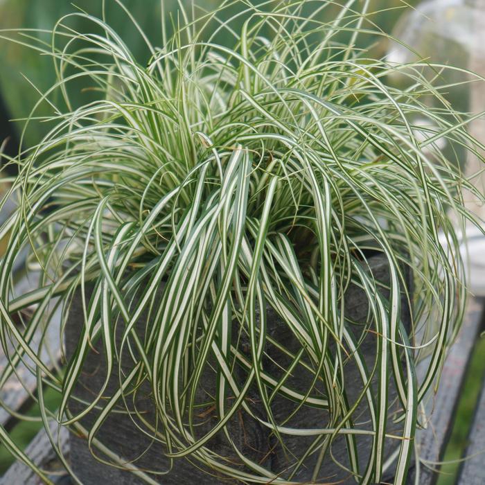 Carex oshimensis EverColor® 'Everlite' (183461)