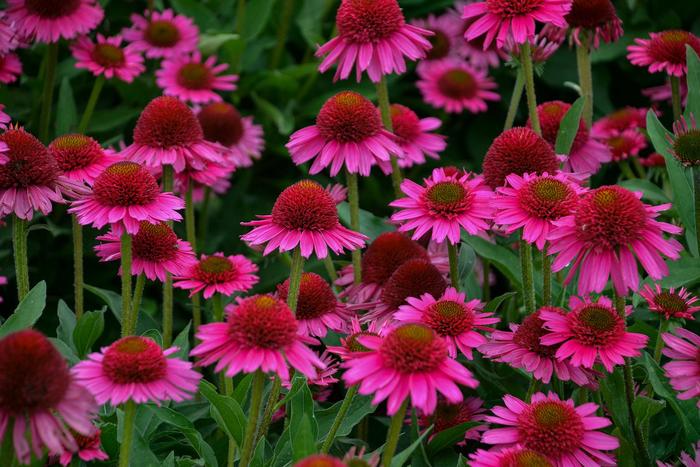 Echinacea 'Delicious Candy' (184923)
