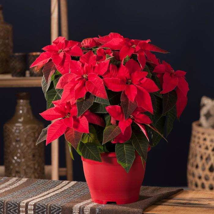 Euphorbia Pulcherrima Princettia Poinsettia Garden Center Marketing