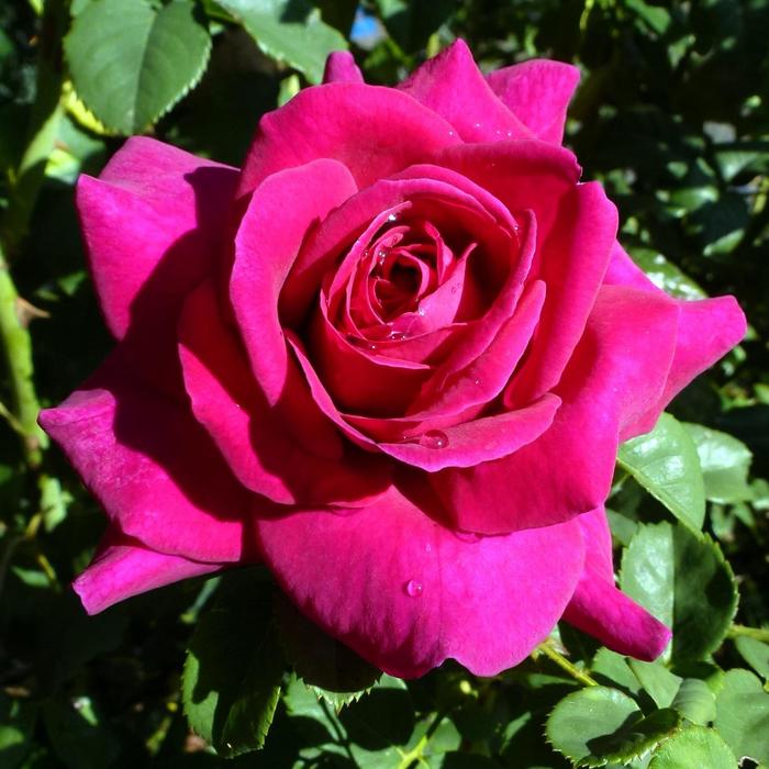 Rosa Brindabella Roses™ 'Purple Prince' (186095)