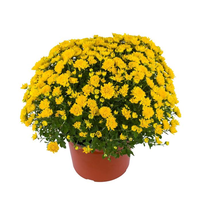 Chrysanthemum x morifolium 'Tanya™ Yellow' (186396)