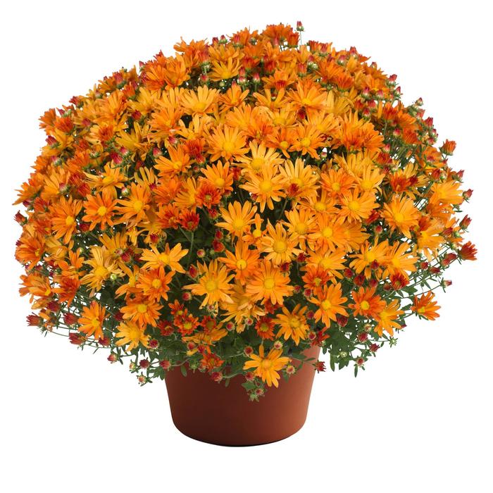 Chrysanthemum x morifolium 'Tracy™ Orange' (186398)