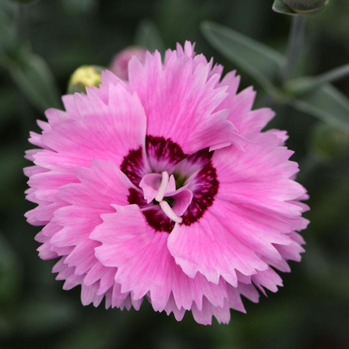 Dianthus Star Double™ 'Pop Star' Devon Esther Pinks, Carnation | Garden ...