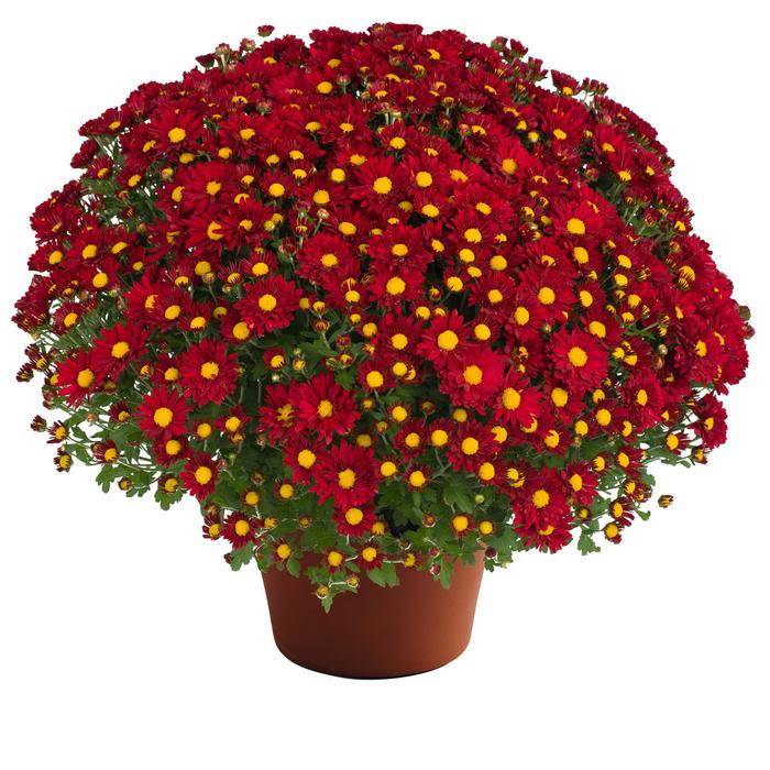 Chrysanthemum x morifolium Rihanna™ 'Red' (189217)