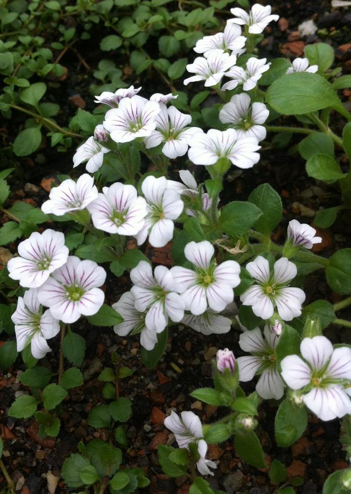 Creeping Baby's Breath Seeds - Gypsophila Repens Alba