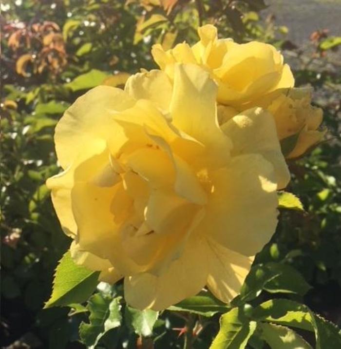 Rosa 'Yellow Blaze' (189728)