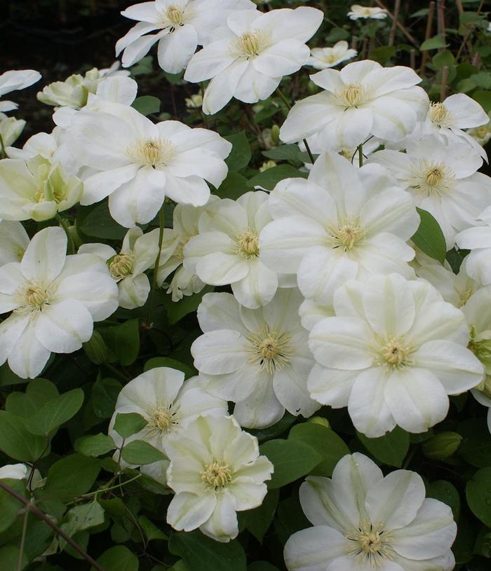 Clematis 'Mary-Claire' (189744)