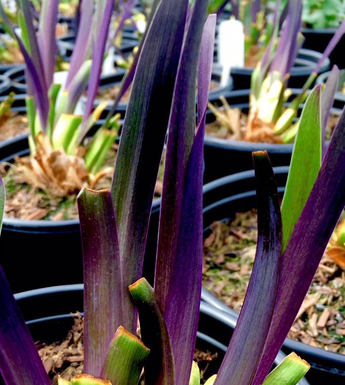 Iris versicolor 'Dark Aura' (189761)