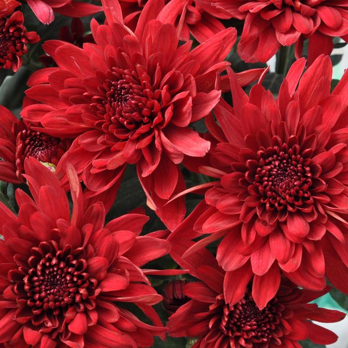 Chrysanthemum indicum 'Moab™ Red' (189991)