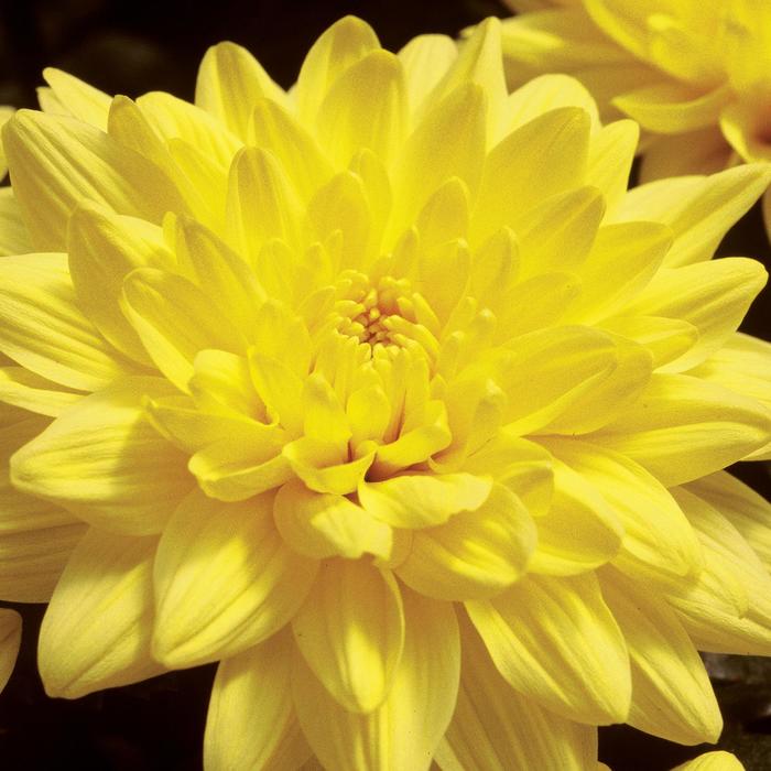 Chrysanthemum indicum 'Providence™ Yellow' (190027)