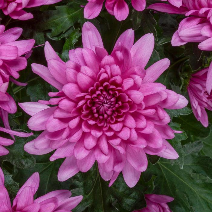 Chrysanthemum indicum 'Roseville™ Pink' (190032)