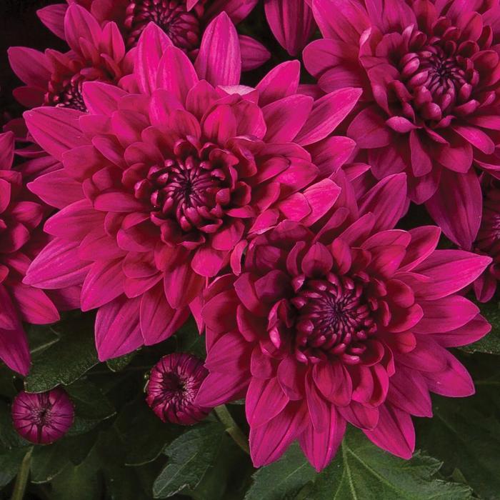 Chrysanthemum indicum 'Williamsburg™ Purple' (190036)