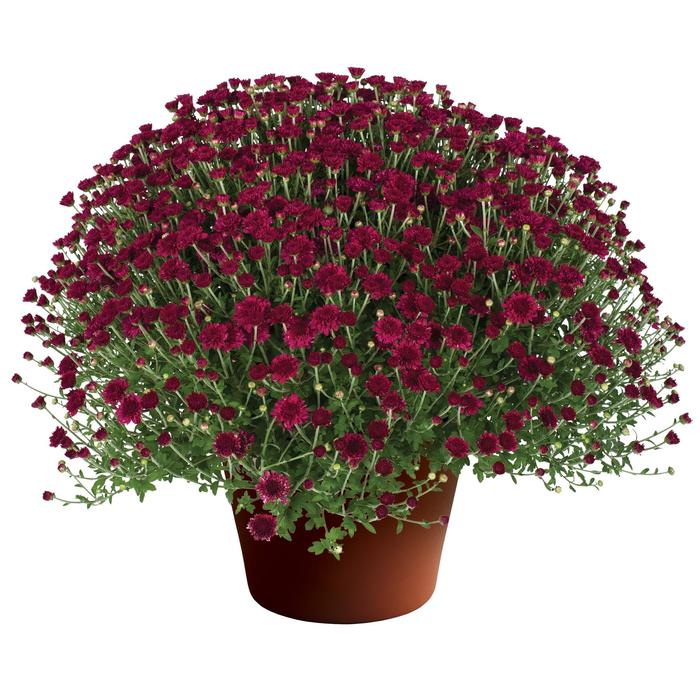 Chrysanthemum x morifolium 'Arlette™ Purple' (191479)