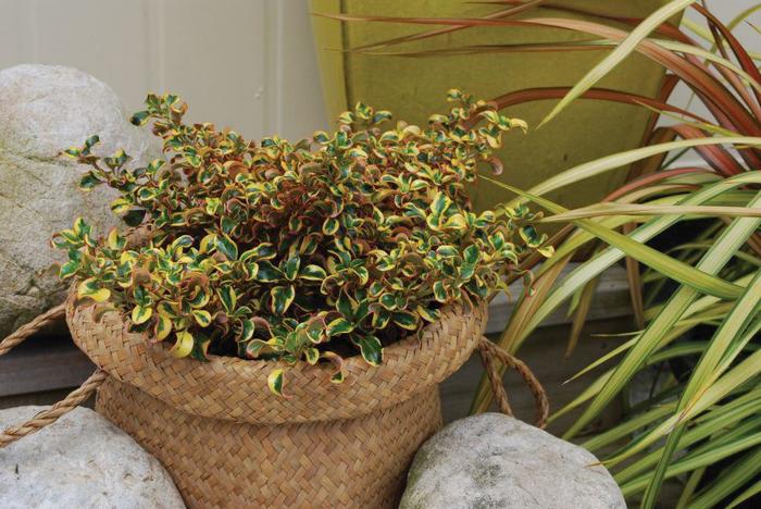 Coprosma repens Waxwing™ 'Gold' (191924)