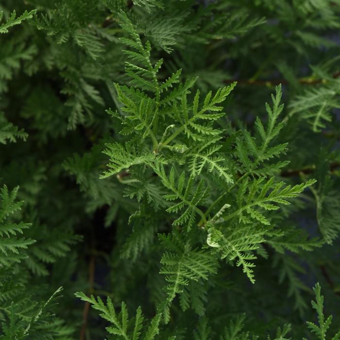 Artemisia gmelinii 'SunFern™ Olympia' (192629)
