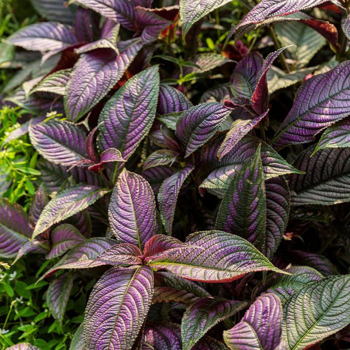 Strobilanthes dyerianus Proven Accents® Persian Shield | Garden Center ...