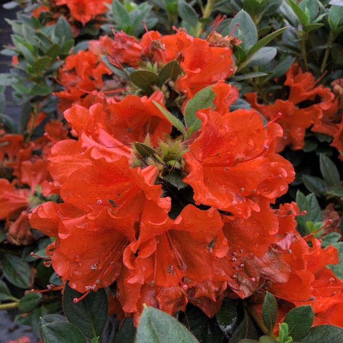 Rhododendron Perfecto Mundo® 'Double Orange' (195536)
