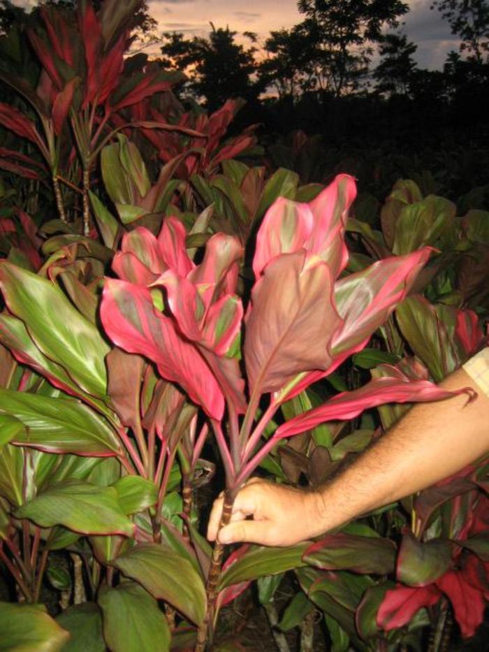 Cordyline fruticosa 'Bali Red' (195858)
